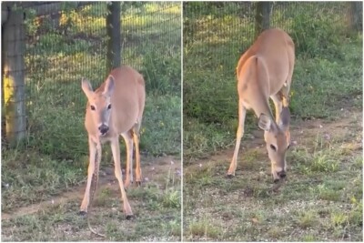 Veado é flagrado comendo uma cobra; assista ao vídeo Biólogo explicou que o caso registrado é raro "mas acontece"
