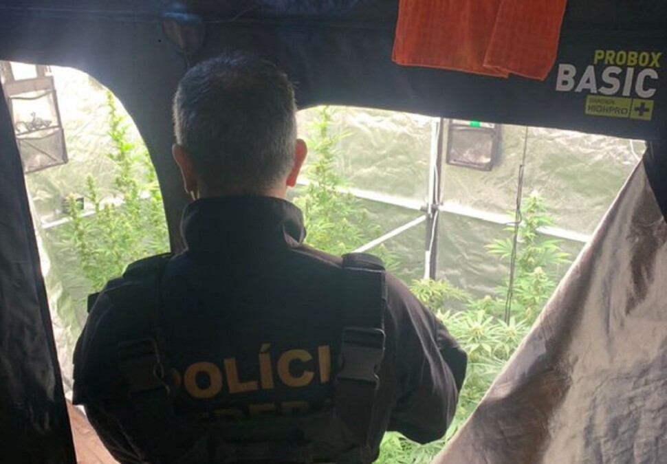 Polícia Federal em plantação de maconha