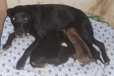 Bombeiros resgatam cadela e 6 filhotes em rede de água pluvial, em Luziânia