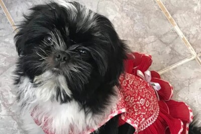 Grupos de apoio animal fazem ato por Luma, cachorrinha morta em um pet shop de Goiânia