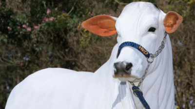 Vaca brasileira avaliada em R$ 21 milhões faz "skincare" e tem segurança Animal recebe tratamento com óleo especial e usa xampu