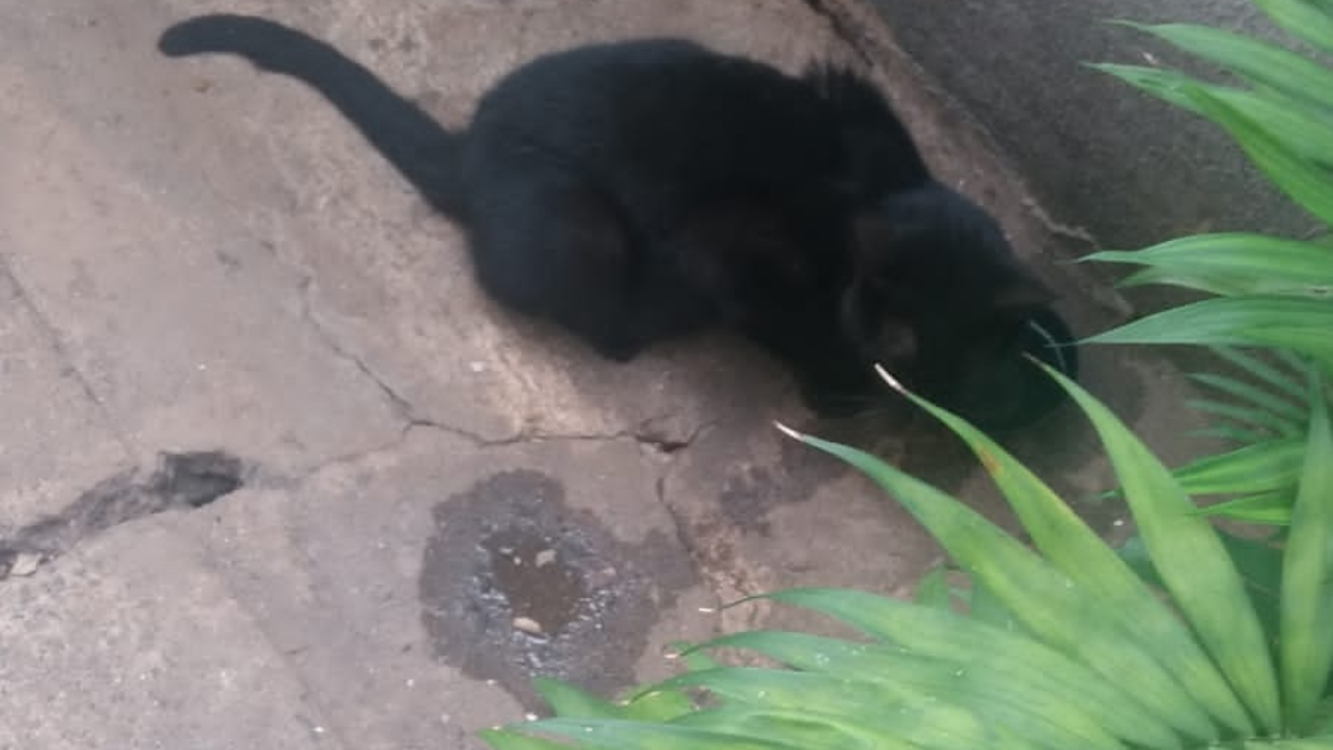 Moradores denunciam casos de envenenamento de animais, no Setor Central, em Goiânia