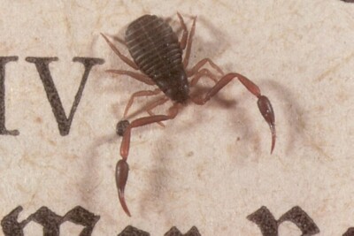 UEG confirma novas espécies de pseudoescorpiões