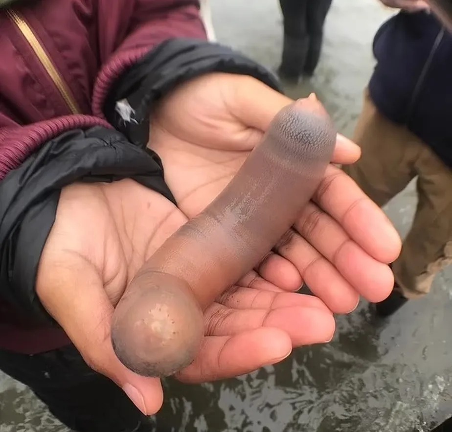 Milhares de 'peixes-pênis' de 25 cm são encontrados em praia na Argentina Eles podem chegar a 30 centímetros de comprimento