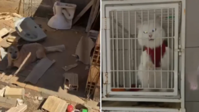 Veterinária é presa suspeita de maus-tratos a animais em clínica clandestina, em Luziânia