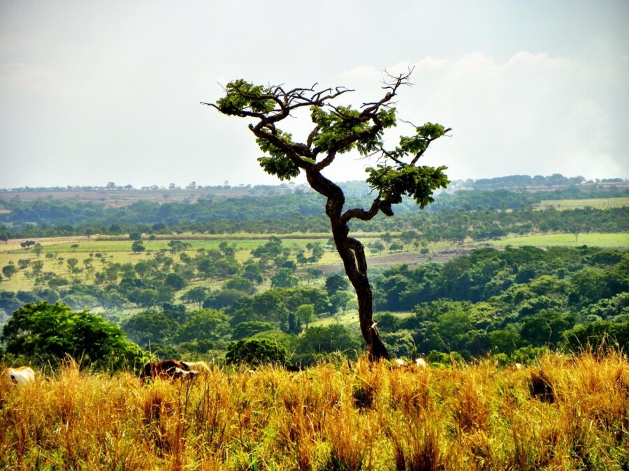 cerrado-777775_1280
