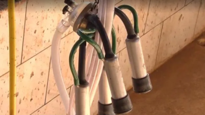 Produtores jogam 2 mil litros de leite fora após quedas de energia em Silvânia e Bela Vista