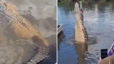 Pescador fica cara a cara com jacaré de quase 4 metros, no Rio Crixas, em Goiás