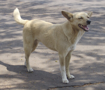Cachorro caramelo (Foto: Imagem ilustrativa - Wikipedia)