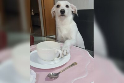 Moradora de Goiânia, cadela Belinha viraliza ao combinar dieta com a dona sentada à mesa