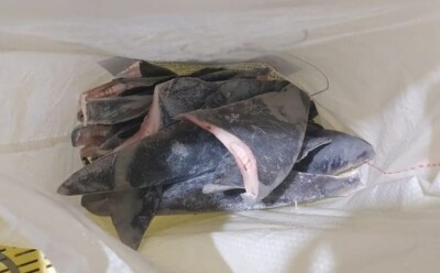 Ibama flagra caça ilegal de tubarão por família de ex-secretário da Pesca de Bolsonaro Multas aplicadas já chegam a R$ 13 milhões