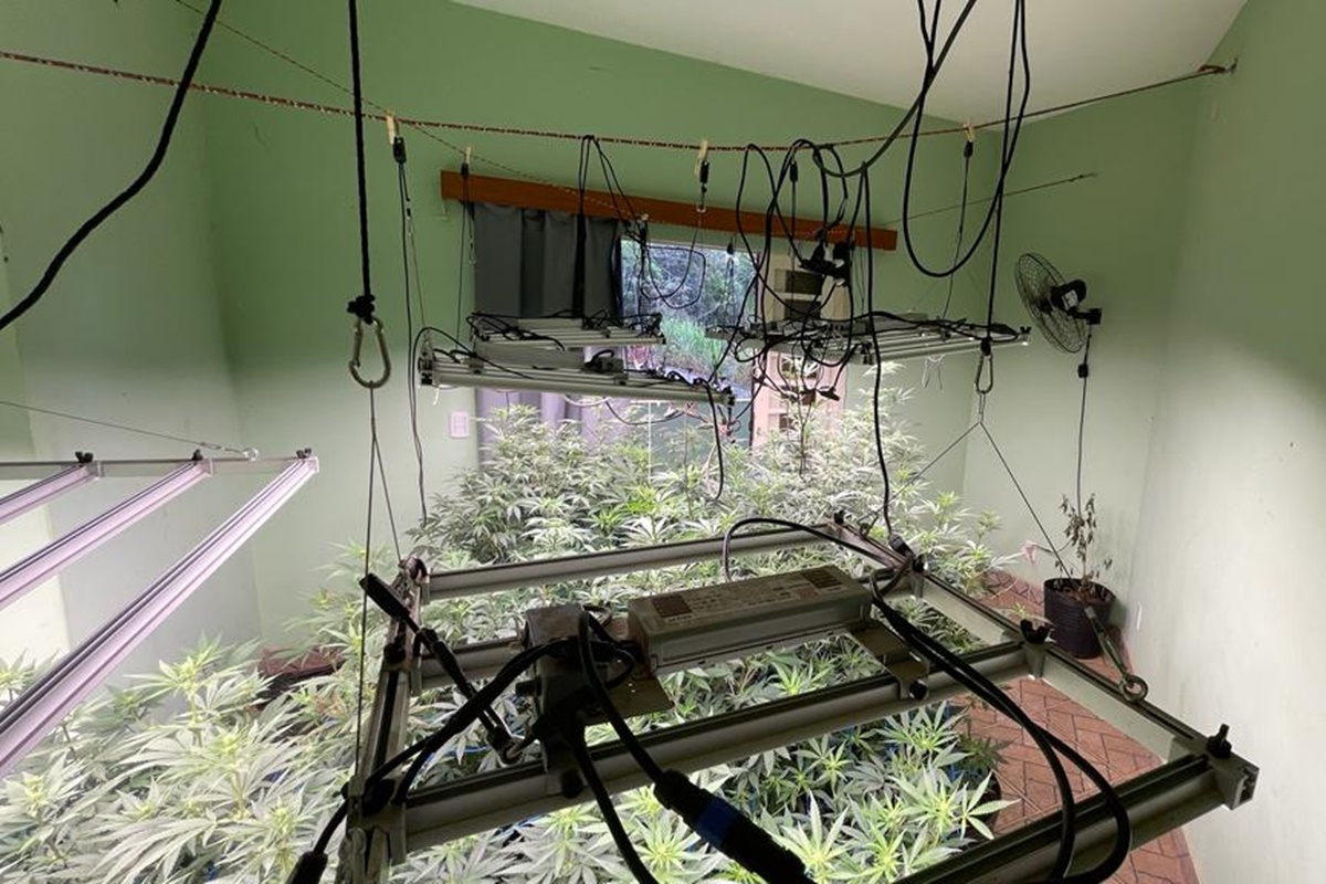 Sobrado em Goiânia era usado para produção de super maconha