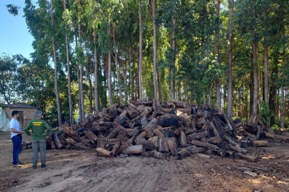 Em três meses, Goiás aplica quase R$ 2 milhões em multas por madeira ilegal