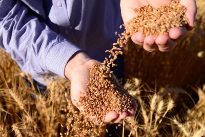 IBGE: Goiás é o quarto maior produtor de grãos do País