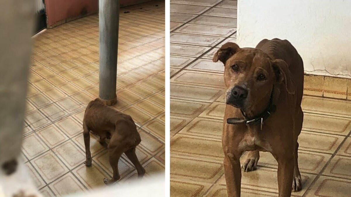 Foto: Divulgação / Polícia Civil