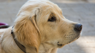 Justiça de Minas Gerais determina que ex-marido pague pensão ao cachorro adquirido pelo casal