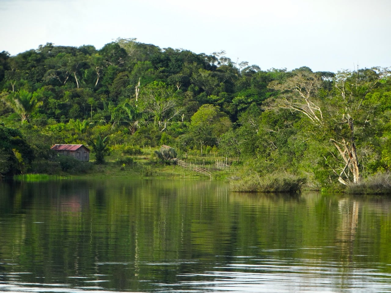 Cenário da floresta amazônica (Foto: Pixabay)