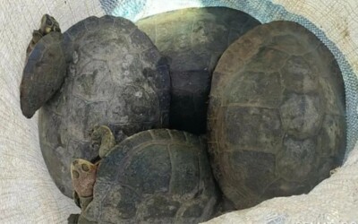 Fiscais aplicam multas de R$ 144 mil por pesca ilegal e resgatam 12 tartarugas em Aruanã Semad aumento de 622% no valor das autuações