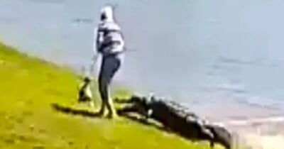 Idosa que passeava com cão é morta por jacaré de 3 metros nos EUA Réptil ficou protegendo o cadáver durante o trabalho de resgate