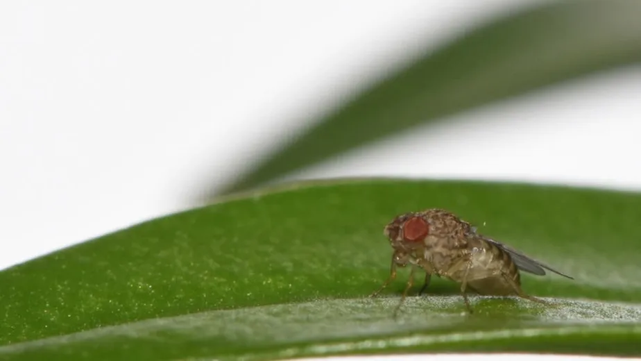 Cientistas criam mosca-da-fruta capaz de gerar filhos sem acasalar (Foto: Universidade de Cambridge)