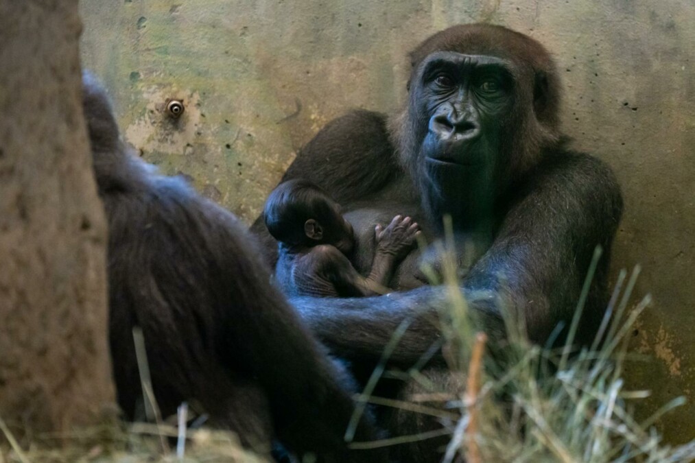 Zoológico nos EUA se surpreende após gorila considerada macho dar à luz Sully tem 8 anos de idade e chegou ao local ainda bebê