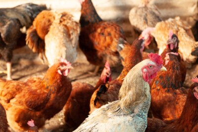 Governo de Goiás publica decreto de emergência zoossanitária para Influenza Aviária