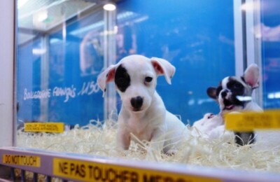 Proibição de venda de animais em pet shops é aprovada em São Paulo A multa para quem descumprir a lei será de cerca de R$ 20 mil