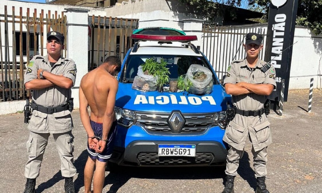 Pés de maconha apreendidos pela PM