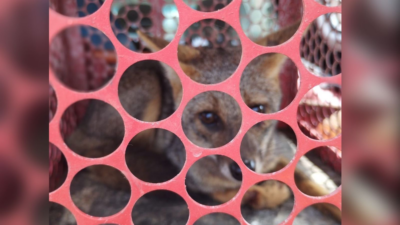 Raposa invade galinheiro e é resgatada em Luziânia