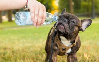 Tempo seco afeta sade de ces e gatos; saiba amenizar efeitos da baixa umidade Baixa umidade pode provocar problemas respiratrios