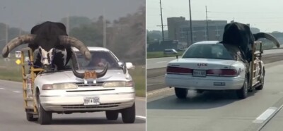Motorista arranca teto de carro para transportar touro e é multado, nos EUA; vídeo Animal da raça Watusi se chama 'Howdy Doody'