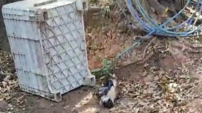 Trio é preso por furtar gado e vender carne estragada em açougues de Rio Quente e Caldas Novas