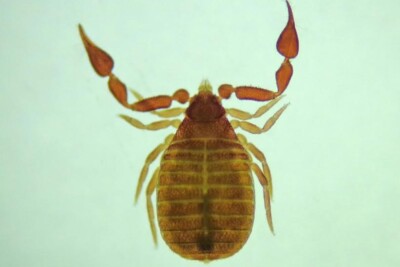 Estudantes da UEG descobrem espécie de pseudoescorpião em Piracanjuba