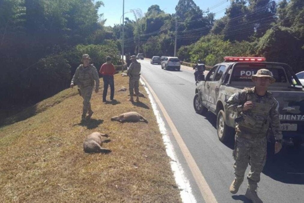 Motorista atropela e mata 9 capivaras no DF e vai à polícia prestar depoimento