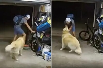 Ladrão interrompe furto de bicicleta para fazer carinho em cão "Você é tão legal", ouve-se o homem dizendo ao golden retriever no vídeo