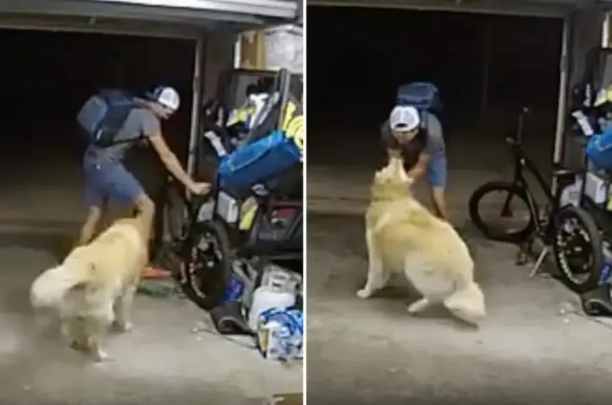 Ladrão interrompe furto de bicicleta para fazer carinho em cão "Você é tão legal", ouve-se o homem dizendo ao golden retriever no vídeo