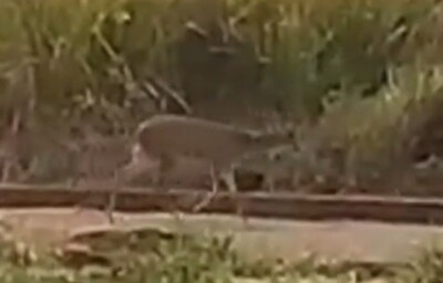 Bombeiros combatem incêndio florestal em Jataí e flagram fuga de animal de silvestre