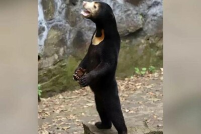 Turistas lotam zoológico chinês após vídeo de urso gerar suspeitas sobre pessoa fantasiada Número diário de visitantes aumentou 30%