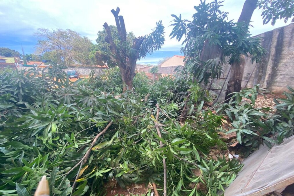 Autuados responsáveis por tentativa de retirada clandestina de árvores em Goiânia