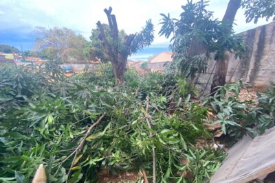 Autuados responsáveis por tentativa de retirada clandestina de árvores em Goiânia