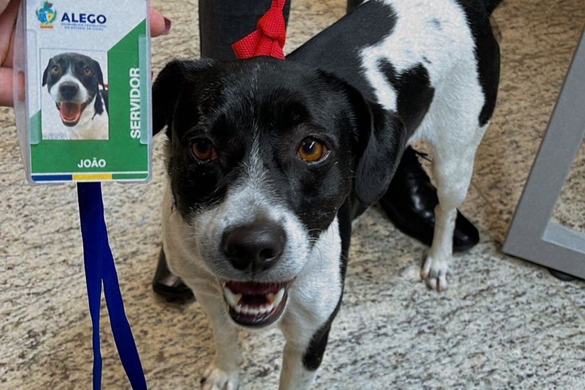 Cãozinho João, novo mascote da Alego, viraliza nas redes sociais