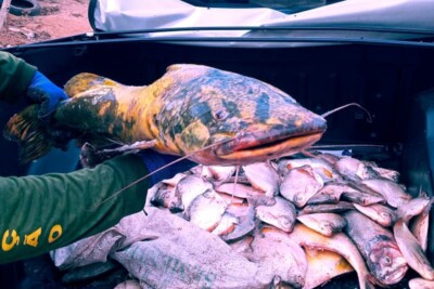 Pesca ilegal: Semad e Polícia Civil apreendem uma tonelada de peixes em Aragarças