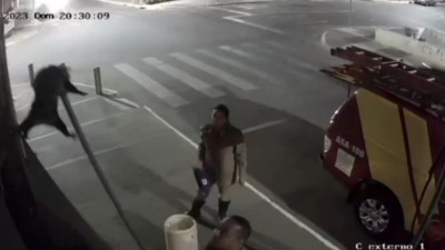 Captura de gambá em loja de Catalão (Foto: Reprodução)