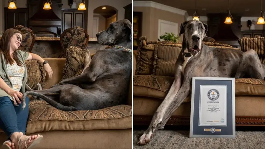 Morre Zeus, o cachorro mais alto do mundo: ‘Sua falta será sentida’ Animal de 1,05 metro vivia nos EUA e foi vítima de câncer ósseo