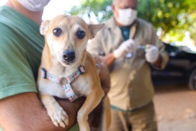 Goiânia realiza segundo dia da Campanha Antirrábica neste sábado