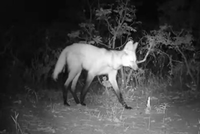 Novas espécies entram para lista de registros do Projeto Bandeiras no Corredor