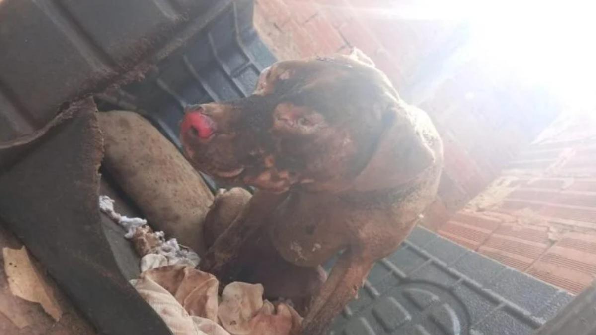 Homem coloca fogo no mato de casa e queima cachorro de vizinho em Anápolis
