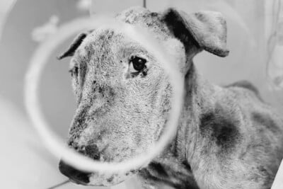 Cadela resgatada em situação de extrema magreza, em Goiânia, não resiste e morre