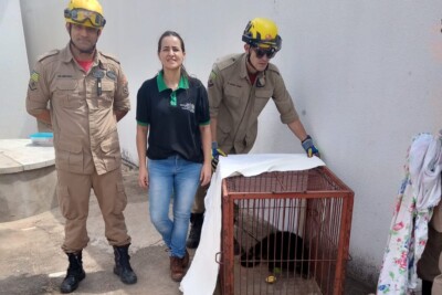 Macaco guariba entra em quintal de casa, em Goiânia, e precisa de resgate
