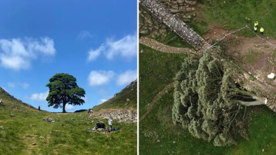 Autoridades afirmam que corte da Sycamore Gap foi ação de vandalismo; um adolescente de 16 anos foi apreendido